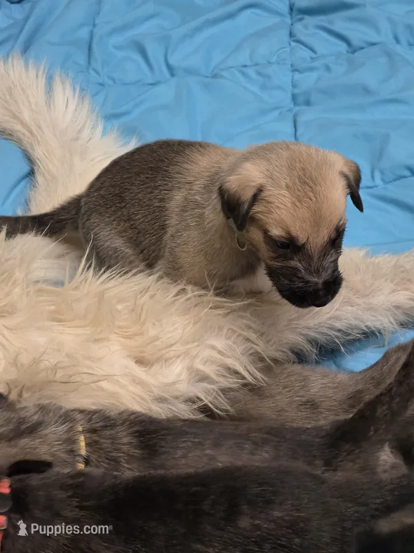 Grape – Irish Wolfhound puppy for sale in Pueblo, CO