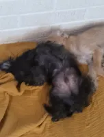 Teddy bear, a male Chihuahua and Poodle - Standard  for sale in Denver, CO – 3 of 5