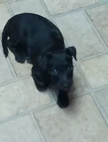 Nora female, a female Chihuahua and Poodle - Standard  for sale in Denver, CO – 1 of 3