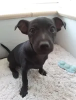 Dottie - female , a female Chihuahua and Poodle - Miniature  for sale in Denver, CO – 4 of 4