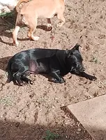 Dottie - female , a female Chihuahua and Poodle - Miniature  for sale in Denver, CO – 1 of 4