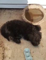 Teddy bear, a male Chihuahua and Poodle - Standard  for sale in Denver, CO – 4 of 5