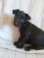 Nora female, a female Chihuahua and Poodle - Standard  for sale in Denver, CO – 3 of 3