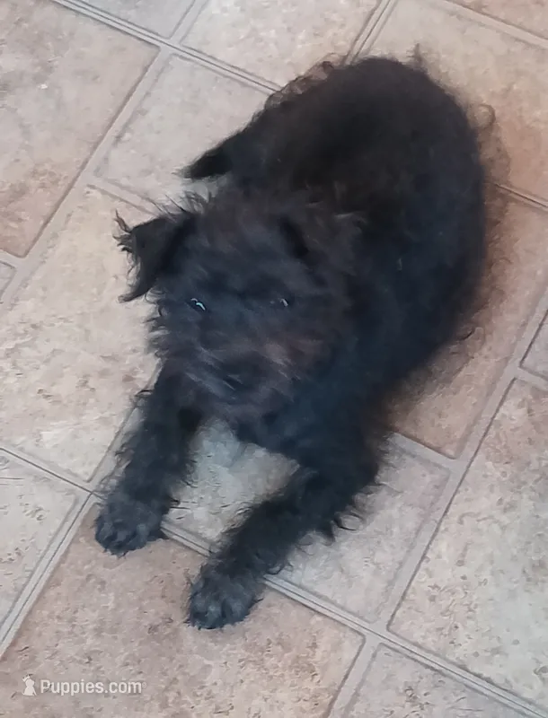 Teddy bear – Chihuahua, Poodle - Standard  puppy for sale in Denver, CO