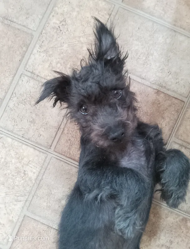 Teddy bear-male – Chihuahua, Poodle - Miniature  puppy on hold in Denver, CO