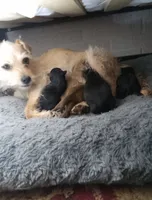 Knuckles/male, a male Chihuahua and Poodle - Miniature  for sale in Denver, CO – 5 of 5
