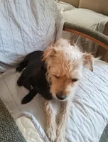 Nora female, a female Chihuahua and Poodle - Standard  for sale in Denver, CO – 2 of 3
