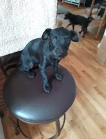 Nora female, a female Chihuahua and Poodle - Miniature  for sale in Denver, CO – 6 of 6