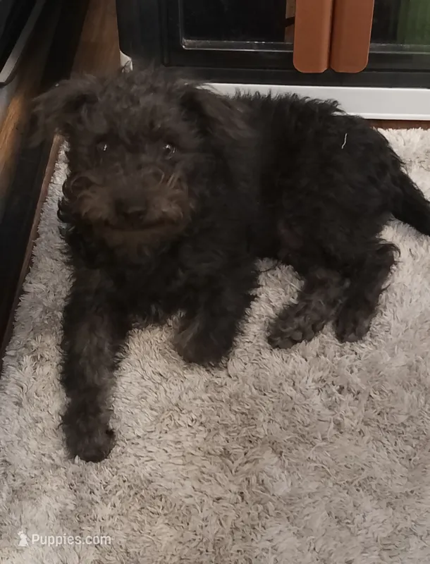 Teddy bear-male – Chihuahua, Poodle - Miniature  puppy on hold in Denver, CO