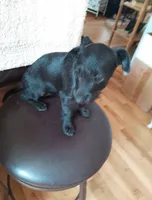Nora female, a female Chihuahua and Poodle - Miniature  for sale in Denver, CO – 5 of 6
