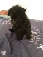 Teddy bear, a male Chihuahua and Poodle - Standard  for sale in Denver, CO – 2 of 5
