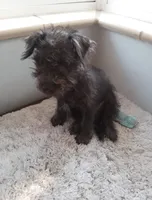 Teddy bear-male, a male Chihuahua and Poodle - Miniature  for sale in Denver, CO – 6 of 6