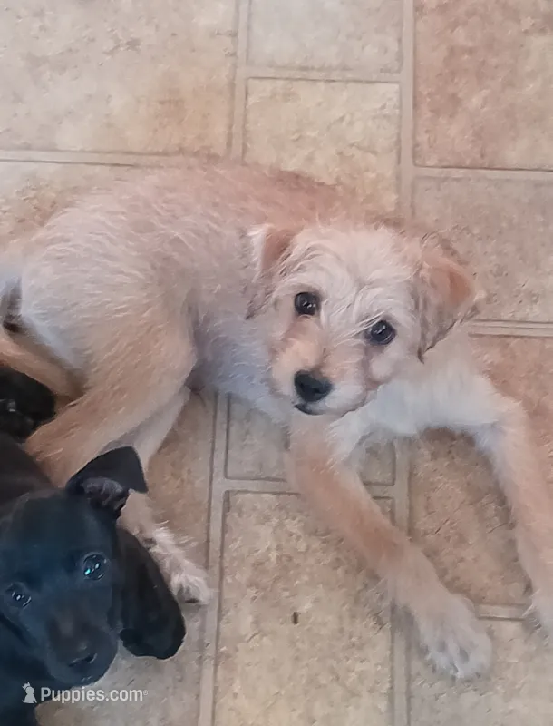 Knuckles/male – Chihuahua, Poodle - Miniature  puppy for sale in Denver, CO