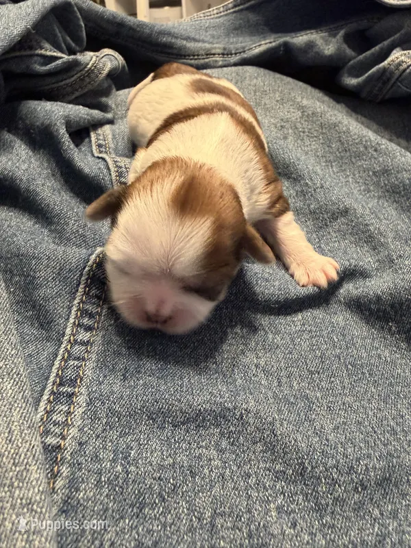 Timber – Shih Tzu puppy for sale in Jacksonville, FL