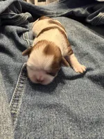 Timber, a female Shih Tzu for sale in Jacksonville, FL – 1 of 2