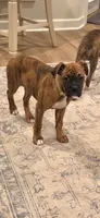 Raja, a female Boxer for sale in Lafayette, LA – 4 of 4