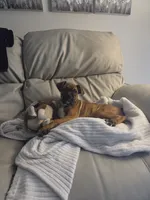Raja, a female Boxer for sale in Lafayette, LA – 3 of 3