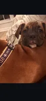 Raja, a female Boxer for sale in Lafayette, LA – 3 of 4
