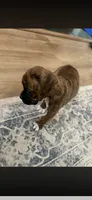 Nala, a female Boxer for sale in Lafayette, LA – 2 of 4