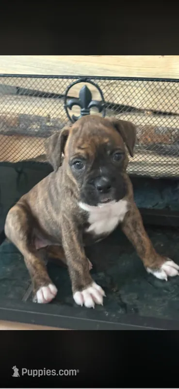 Nala – Boxer puppy on hold in Lafayette, LA
