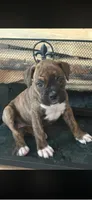 Nala, a female Boxer for sale in Lafayette, LA – 1 of 4