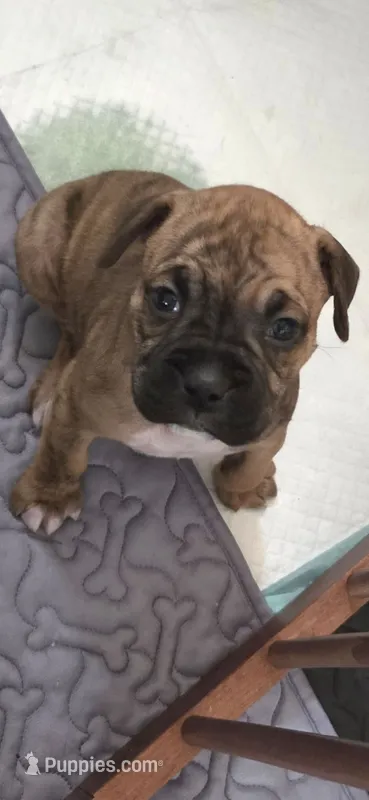 Raja – Boxer puppy for sale in Lafayette, LA