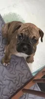 Raja, a female Boxer for sale in Lafayette, LA – 1 of 3