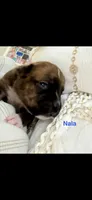 Nala, a female Boxer for sale in Lafayette, LA – 3 of 4