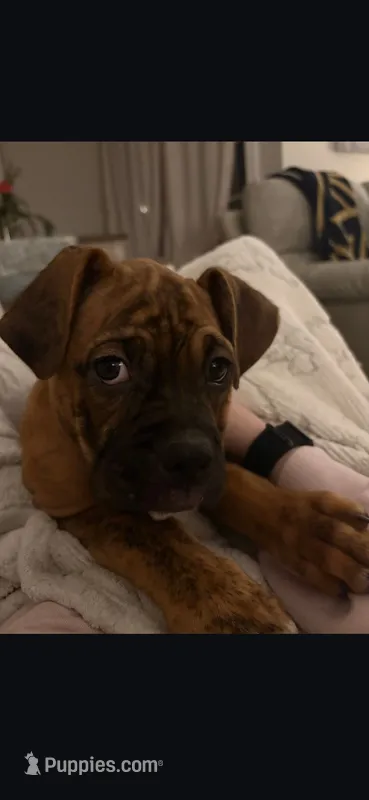Raja – Boxer puppy for sale in Lafayette, LA