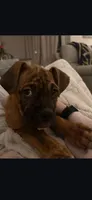 Raja, a female Boxer for sale in Lafayette, LA – 1 of 4
