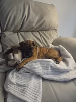 Raja, a female Boxer for sale in Lafayette, LA – 2 of 3