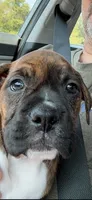 Nala, a female Boxer for sale in Lafayette, LA – 4 of 4