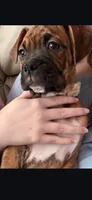 Raja, a female Boxer for sale in Lafayette, LA – 2 of 4