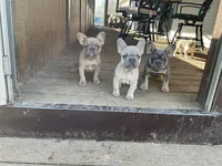 Ivy, a female French Bulldog for sale in Winslow, IN – 4 of 4