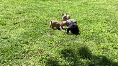 Violet, a female French Bulldog for sale in Winslow, IN – 4 of 4