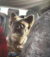 Laynie, a female French Bulldog for sale in Winslow, IN – 3 of 3