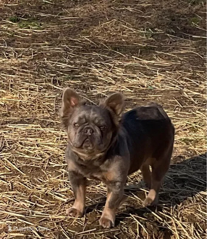 Laynie – French Bulldog puppy for sale in Winslow, IN