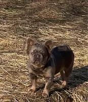 Laynie, a female French Bulldog for sale in Winslow, IN – 1 of 3