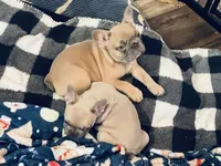 Claire, a female French Bulldog for sale in Winslow, IN – Photo 4 of 5