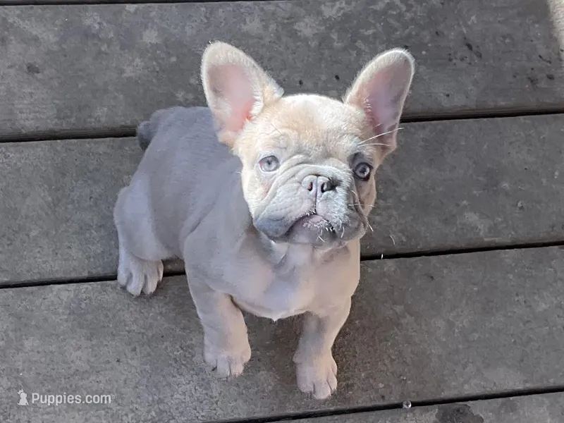 Claire – French Bulldog puppy for sale in Winslow, IN
