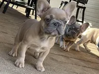 Claire, a female French Bulldog for sale in Winslow, IN – Photo 2 of 5