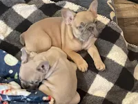 Claire, a female French Bulldog for sale in Winslow, IN – Photo 3 of 5