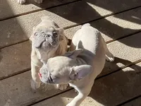 Claire, a female French Bulldog for sale in Winslow, IN – Photo 5 of 5