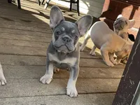Violet, a female French Bulldog for sale in Winslow, IN – 2 of 4