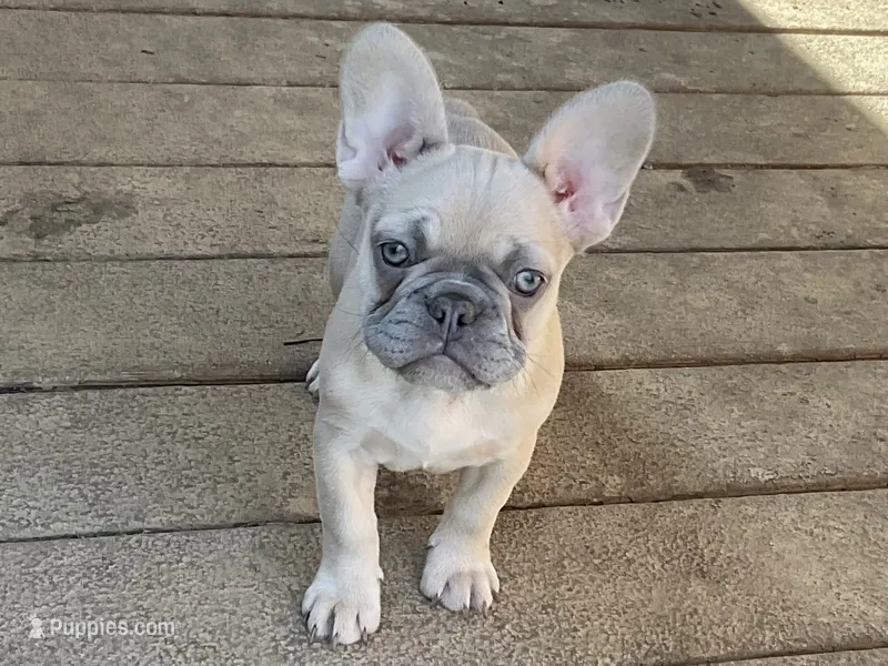 Ivy – French Bulldog puppy for sale in Winslow, IN