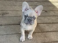 Ivy, a female French Bulldog for sale in Winslow, IN – 1 of 4