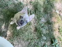 Ivy, a female French Bulldog for sale in Winslow, IN – 3 of 4