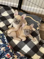 Ivy, a female French Bulldog for sale in Winslow, IN – 2 of 4