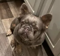 Laynie, a female French Bulldog for sale in Winslow, IN – 2 of 3