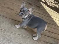 Violet, a female French Bulldog for sale in Winslow, IN – 3 of 4